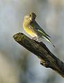 Grønnfink - European greenfinch (Cloris cloris) ad. male